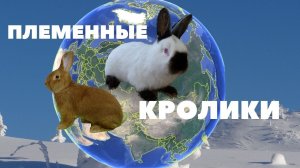 Интересные Факты по разведению породистых кроликов на ферме Моряк