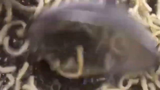 Чак - чак. Қазақша рецепт. Самый вкусный чак - чак смотреть онлайн