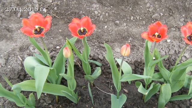 ДАЧНЫЕ ГРЯДКИ МОИ 2016. 5 серия Огурцы сажаем в теплую грядку. Ревень едим. смотреть онлайн