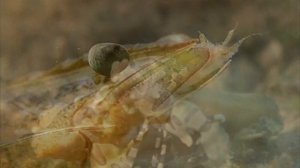 Удивительные животные: Креветка