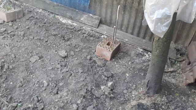 Заготовка кормов для коров сенаж? Закрываем сенажную яму смотреть онлайн