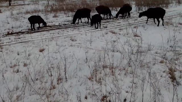 Гиссарские овцематки на зимнем пастбище 25.11.2023. смотреть онлайн