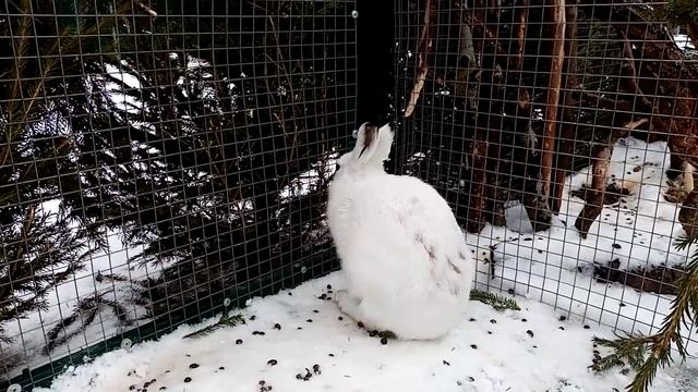 Как зайцы говорят "Привет!" - Немного о поведении. Перенюхивание. смотреть онлайн