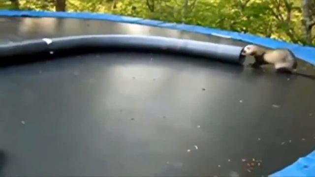 HURONES DE MASCOTA LINDOS EN LA CASA (Mustela putorius furo) смотреть онлайн