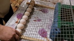 ЗАКЛАДКА УТИНЫХ ЯИЦ В ИНКУБАТОР/УТИНОЕ ЯЙЦО/БЛИЦ БАЗА/ДВОР У РЕКИ