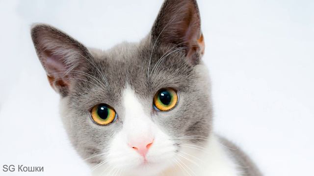 КОШКИ, медитация для начинающих.Спокойная музыка. смотреть онлайн