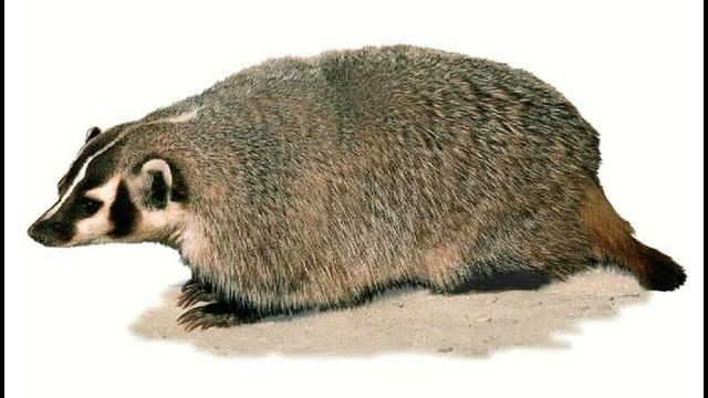 Толкование сновидений. Барсук смотреть онлайн