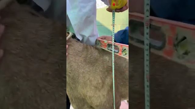 Арашан,Гигант💁♂️Бойу 1м,4см, узуну 1м,55см кулак 20+ Сыны мыкты смотреть онлайн