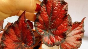 СОРТА БЕГОНИЙ С КРАСНЫМИ ЛИСТЬЯМИ + НАЗВАНИЯ.