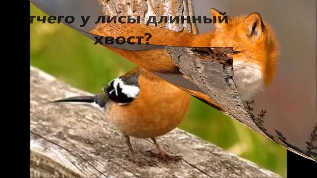Н .Сладков "Загадочный зверь", центральная детская библиотека с.Выльгорт смотреть онлайн