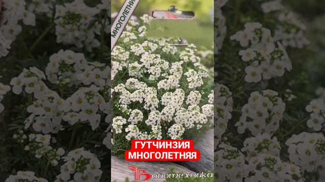 НОВИНКА!!! ГУТЧИНЗИЯ МНОГОЛЕТНЯЯ!!! смотреть онлайн
