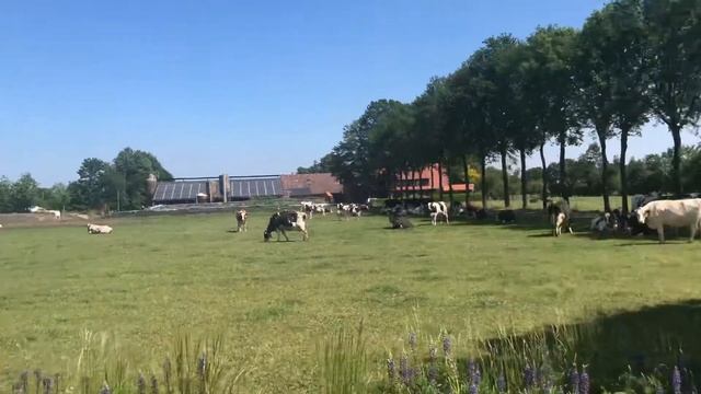 Стадо коров смотреть онлайн