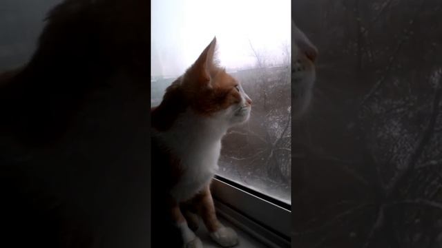 Реакция кошки на птичек смотреть онлайн