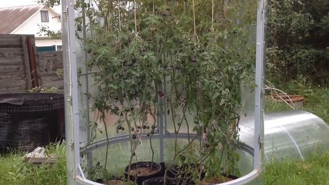 Томат ЧЁРНАЯ ГРОЗДЬ. Выращивание томатов в мешках. Парник ПИТЕРСКИЙ ПЕПЕЛАЦ. Ч.2.: ИТОГ 2017 года смотреть онлайн