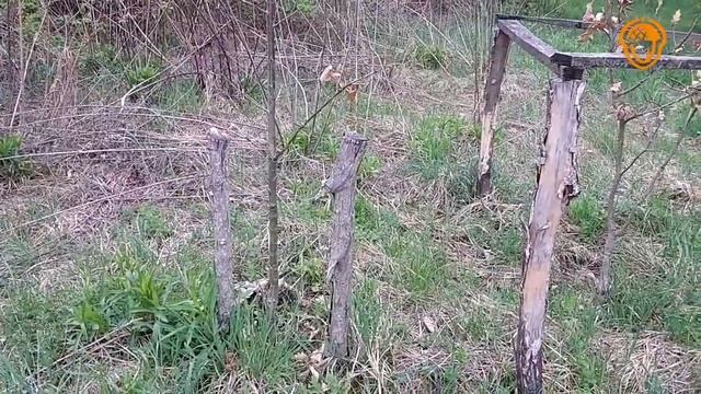 ДУБ з ЖОЛУДЯ Vs ДУБ з СІЯНЦЯ