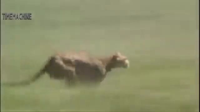 Невероятно страшное битва королевской кобры, Леопард в большой пустыне змея против птицы смотреть онлайн