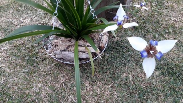 Neomarica gracilis... Floreciendo... смотреть онлайн