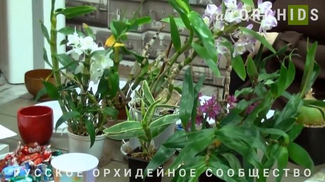 #РОС и #ALLORCHIDS 2 Доклад: Орхидеи Dendrobium. Личный опыт. смотреть онлайн