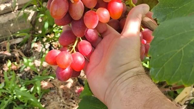 Роза Красная виноград селекции Калугина В.М. смотреть онлайн