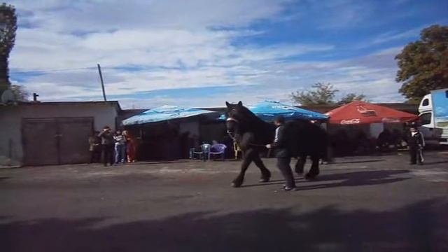 ♘ ПОРОДА ПЕРШЕРОН - ЖЕРЕБЕЦ. РЖАНИЕ ♘ смотреть онлайн