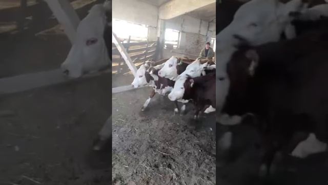 Погрузка, и домой! #герефорд#погрузка #перевозка#скот #доставка #путь #дом #дорога #ферма #животные