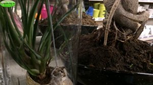 БРОМЕЛИЯ , ГУЗМАНИЯ : ВЫРАЩИВАНИЕ #Вриезия_Эхмея_Тилландсия_Неоргелия_Bromelie_Guzmania #oldenburgr