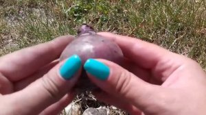 Когда выкапывать гиацинт и как сохранить луковицу до осени