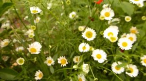 Карликовая почвопокровная ромашка для альпийской горки.