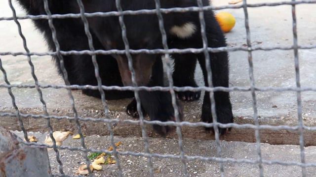 Умка с Ульяной лакомятся малиной! Тайган. Белогорск. Крым. смотреть онлайн