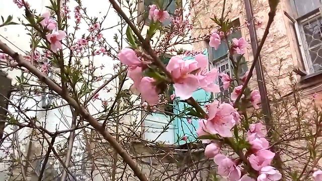 Деревья цветут в Пятигорске. ВЕСЕННЯЯ красота смотреть онлайн