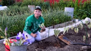 Секретная посадка бородатых ирисов. А вы знали как сажать ирисы?