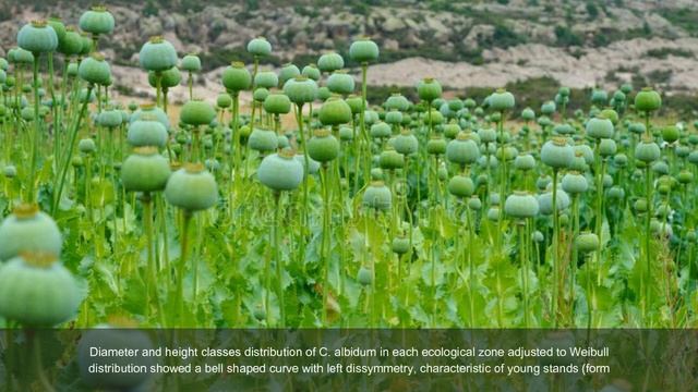 Impact of Climate and Ecological Habitat Variation on Chrysophyllum albidum G. Don: Morphological . смотреть онлайн