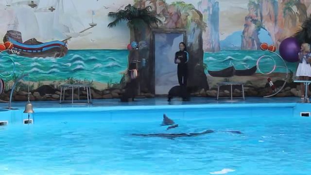 Танцы морских котиков в киевском дельфинарии смотреть онлайн