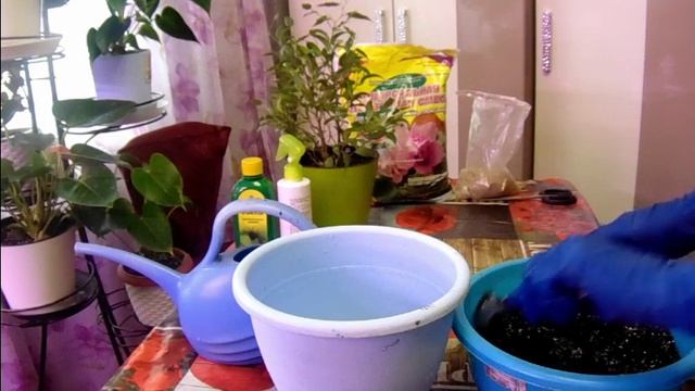 Фикус - групповая посадка. смотреть онлайн