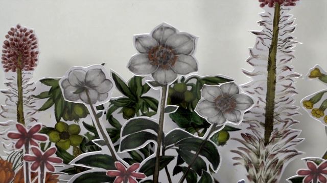 Besler's Book of Flowers смотреть онлайн