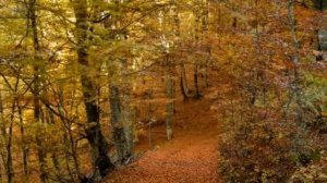 Вальс "В лесу прифронтовом"