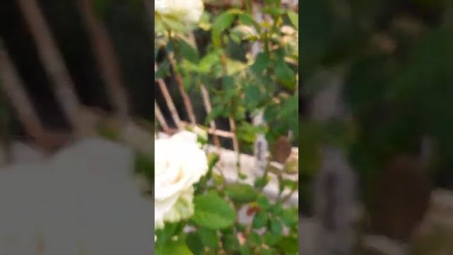 Cut Flower Rose ' La Perla '  সাদা গোলাপ