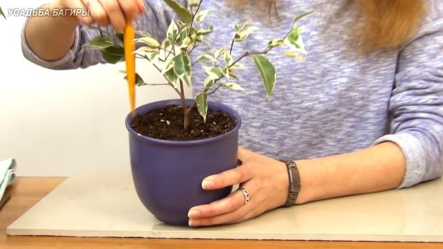 Полив комнатных растений смотреть онлайн