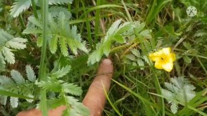 лапчатка гусиная