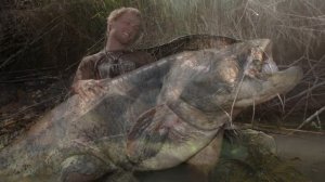 Сомы-монстры Чернобыля. Откуда они взялись?