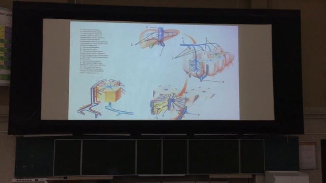Железы пищеварительной системы. Лекция В.В. Глинкиной. Частная гистология. смотреть онлайн