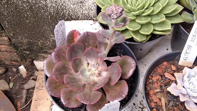 Echeverias identificação parte 01 смотреть онлайн