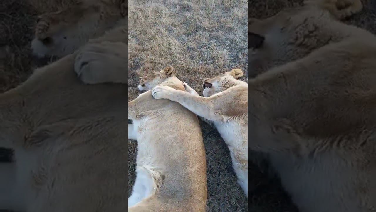 То ли танец, то ли борьба. Was it a dance or wrestling? смотреть онлайн