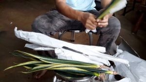 Unboxing Sansevieria Trifasciata Black Gold Extreme