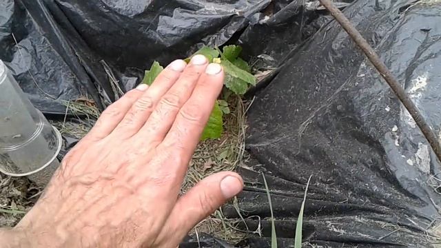 Грубейшая ошибка при посадке Винограда . Виноград для начинающих . смотреть онлайн