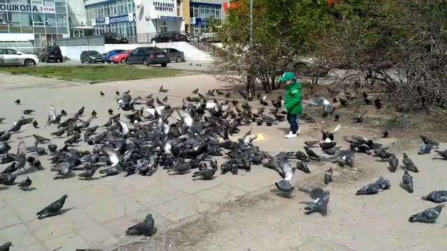 Охота на голубей смотреть онлайн