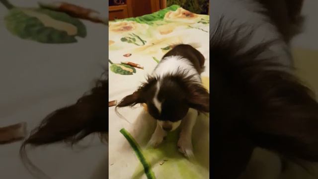 Эльфа контролирует семечки смотреть онлайн