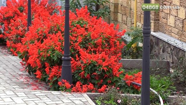 ДАКС - уникальный учебный центр по подготовке судовых поваров. смотреть онлайн