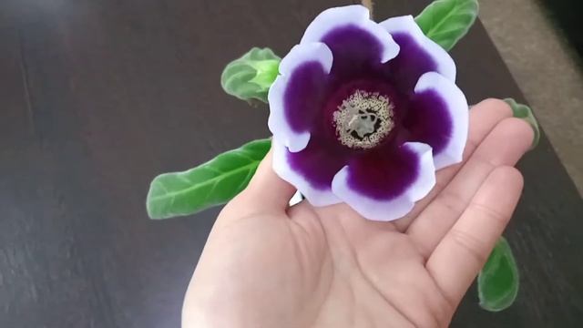 черенки дали корни/сажаю их/зацвела Глоксиния/комнатные цветы смотреть онлайн