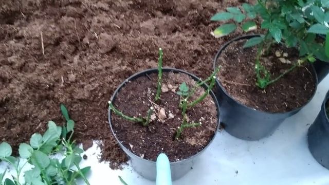Карликовый роза (мини атиргул) барглари тукилиб касалик тушса нима киламиз смотреть онлайн